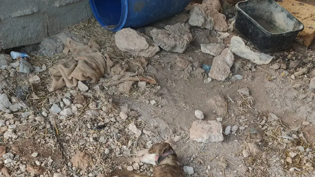 רוע טהור: שוטרים חיפשו נשק בצפון - ומצאו מכלאת כלבים מוזנחים 06 בדצמבר 2022 רוע טהור: שוטרים חיפשו נשק בצפון - ומצאו מכלאת כלבים מוזנחים 06 בדצמבר 2022