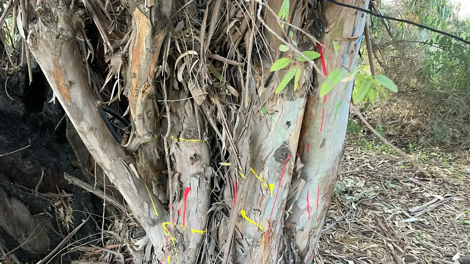 קיימו מסיבת טבע בשמורת טבע מבוא אשדוד וצבעו עצים בגואש קיימו מסיבת טבע בשמורת טבע מבוא אשדוד וצבעו עצים בגואש