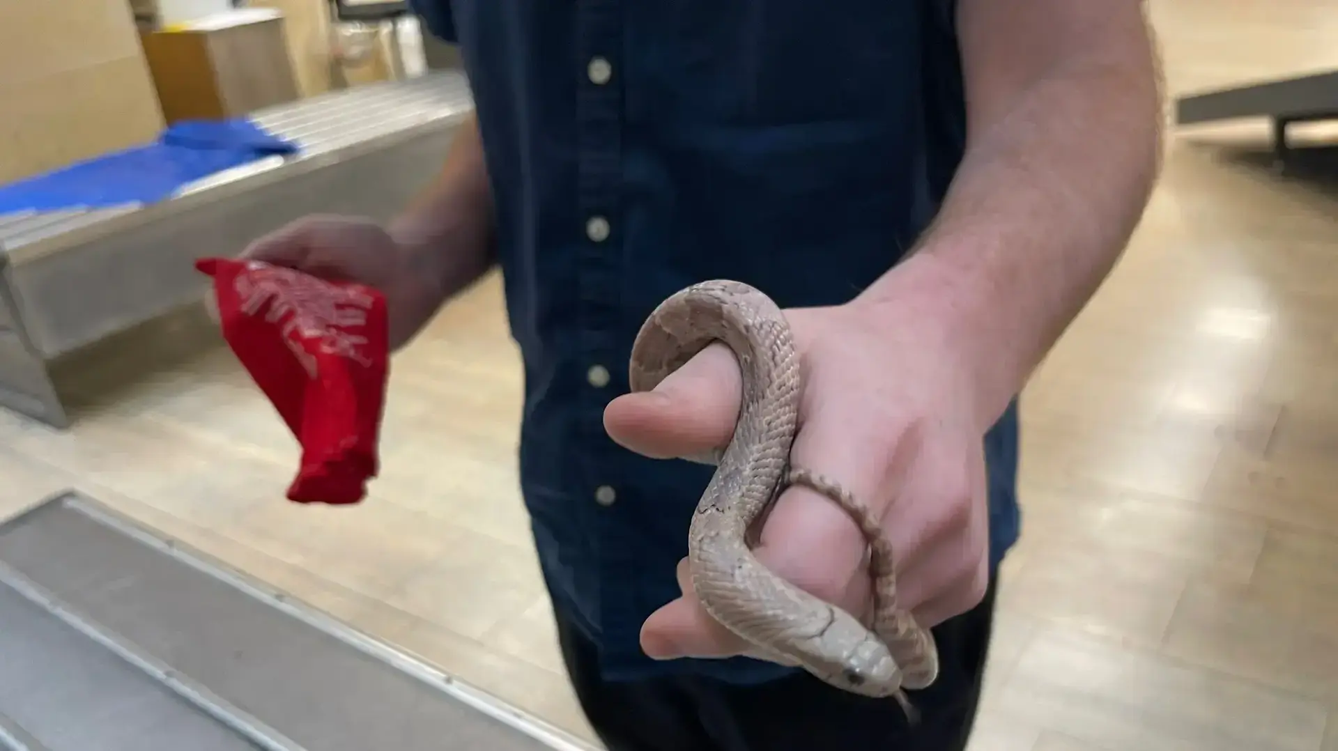תפיסת הברחת לטאות ונחשים תפיסת הברחת לטאות ונחשים