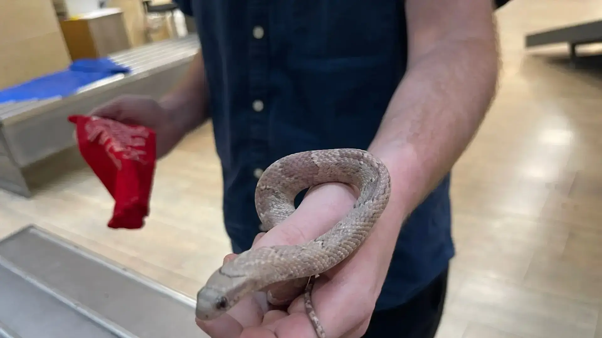 תפיסת הברחת לטאות ונחשים
