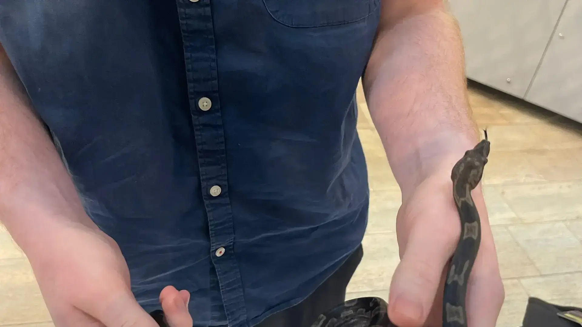 תפיסת הברחת לטאות ונחשים תפיסת הברחת לטאות ונחשים
