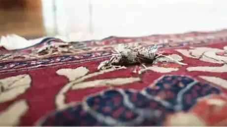 שטיח מארמון הנשיאות בברזיליה שטיח מארמון הנשיאות בברזיליה