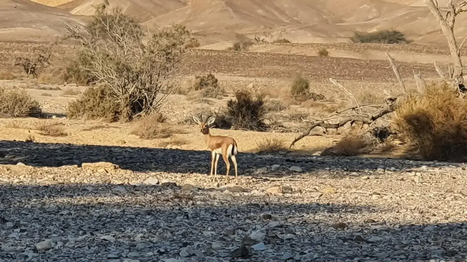 צבי הנגב צבי הנגב
