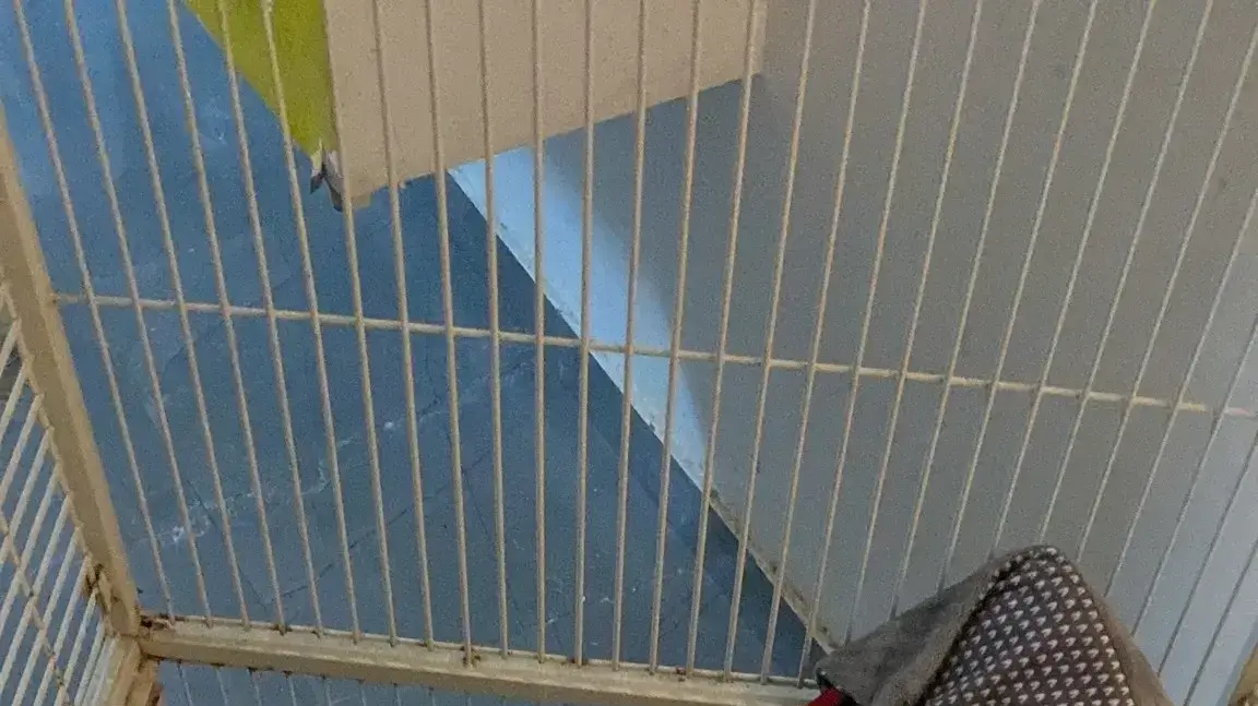 תינוק נמצא בכלוב, חיפה, 16 בינואר 2023 תינוק נמצא בכלוב, חיפה, 16 בינואר 2023