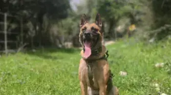 קיי, כלב של עוקץ שקפץ מרכב נוסע וברח קיי, כלב של עוקץ שקפץ מרכב נוסע וברח