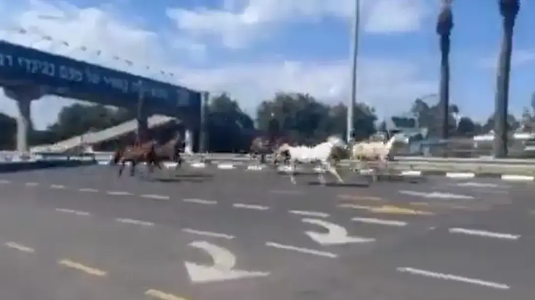 רוכב איבד שליטה על סוסים - שדהרו בכביש 5, מכיוון צהלה לרמת השרון, 2 בפברואר 2023