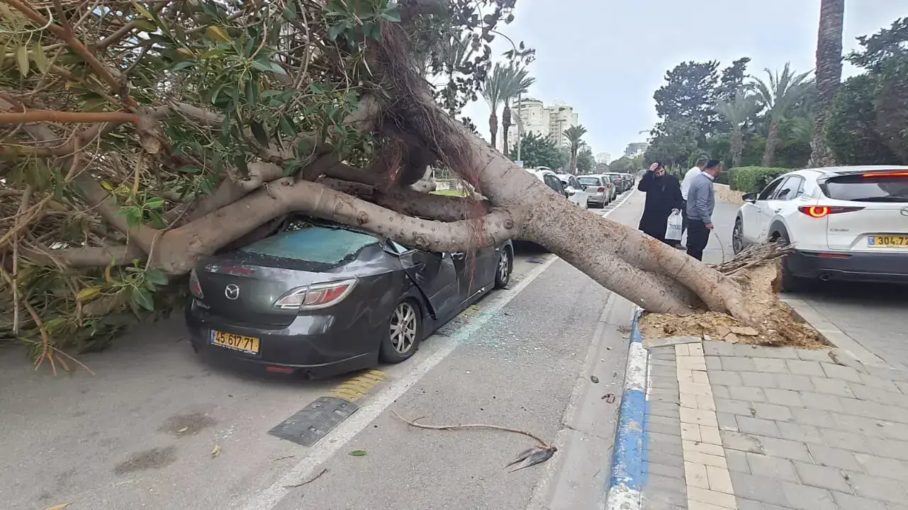 סופת ברברה גרמה לנפילת עץ בתל אביב. 6 בינואר 2023 סופת ברברה גרמה לנפילת עץ בתל אביב. 6 בינואר 2023
