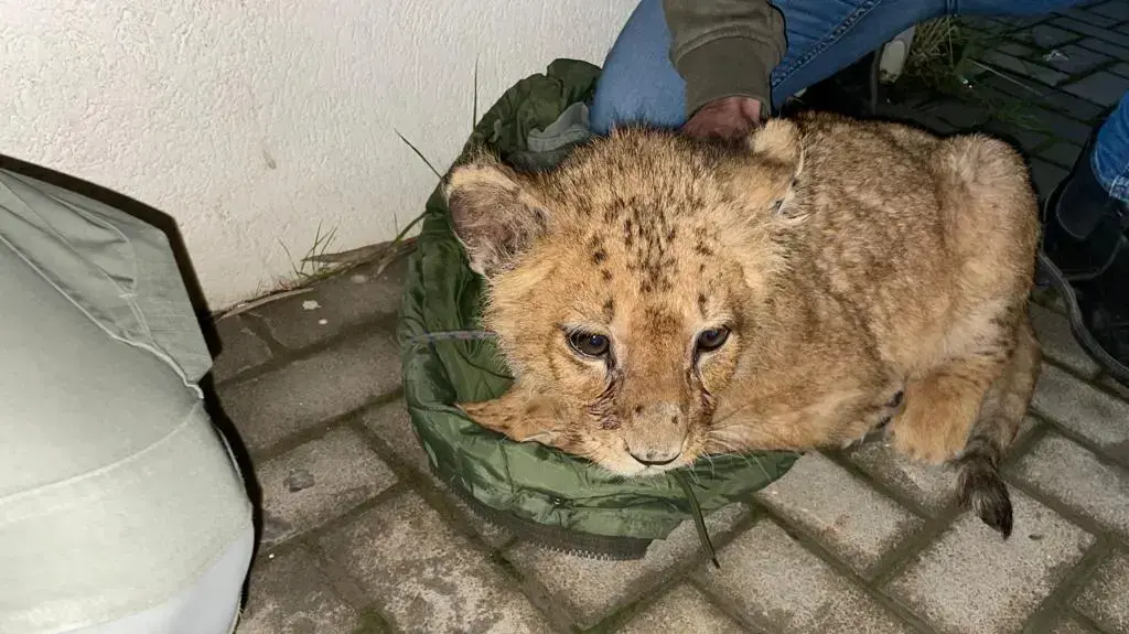 בלשי מג"ב ופקחי רשות הטבע והגנים איתרו גור אריות שהוחזק באופן בלתי חוקי בדירת מסתור 15 בפברואר 2022 בלשי מג"ב ופקחי רשות הטבע והגנים איתרו גור אריות שהוחזק באופן בלתי חוקי בדירת מסתור 15 בפברואר 2022
