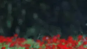 שדה פרגים שדה פרגים