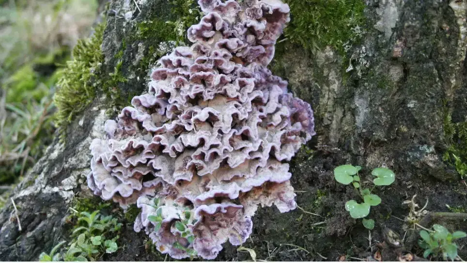 קשיחית סגלגלה (Chondrostereum purpureum) גורמת למחלת עלה כסוף בפרחים, בעיקר בזנים של ורדים קשיחית סגלגלה (Chondrostereum purpureum) גורמת למחלת עלה כסוף בפרחים, בעיקר בזנים של ורדים