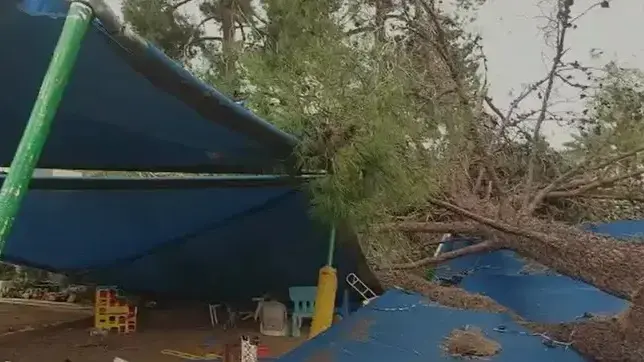 עץ קרס בסמוך לגן ילדים באחד הקיבוצים בדרום הארץ 