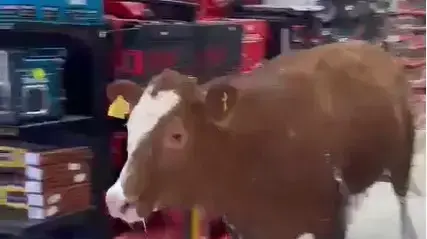 פרה פרצה לחנות כלי עבודה במושב מגשימים