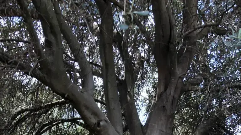 כרם זיתים מימי חוות סג'רה ההיסטורית עומד להיכרת כרם זיתים מימי חוות סג'רה ההיסטורית עומד להיכרת