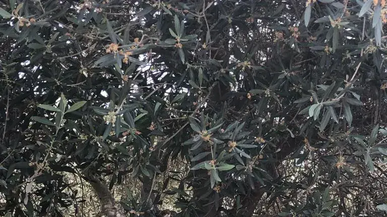 כרם זיתים מימי חוות סג'רה ההיסטורית עומד להיכרת כרם זיתים מימי חוות סג'רה ההיסטורית עומד להיכרת