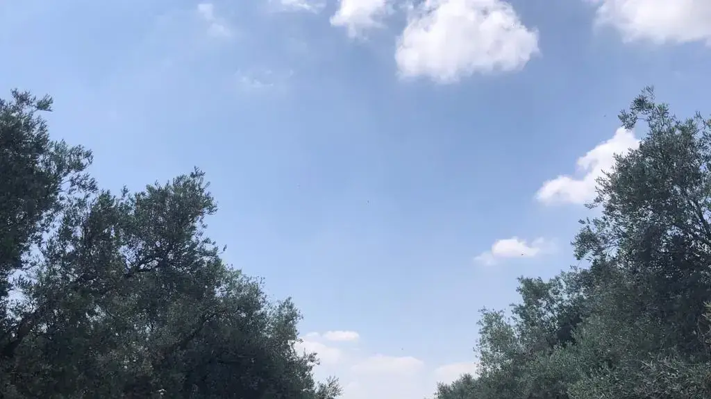כרם זיתים מימי חוות סג'רה ההיסטורית עומד להיכרת