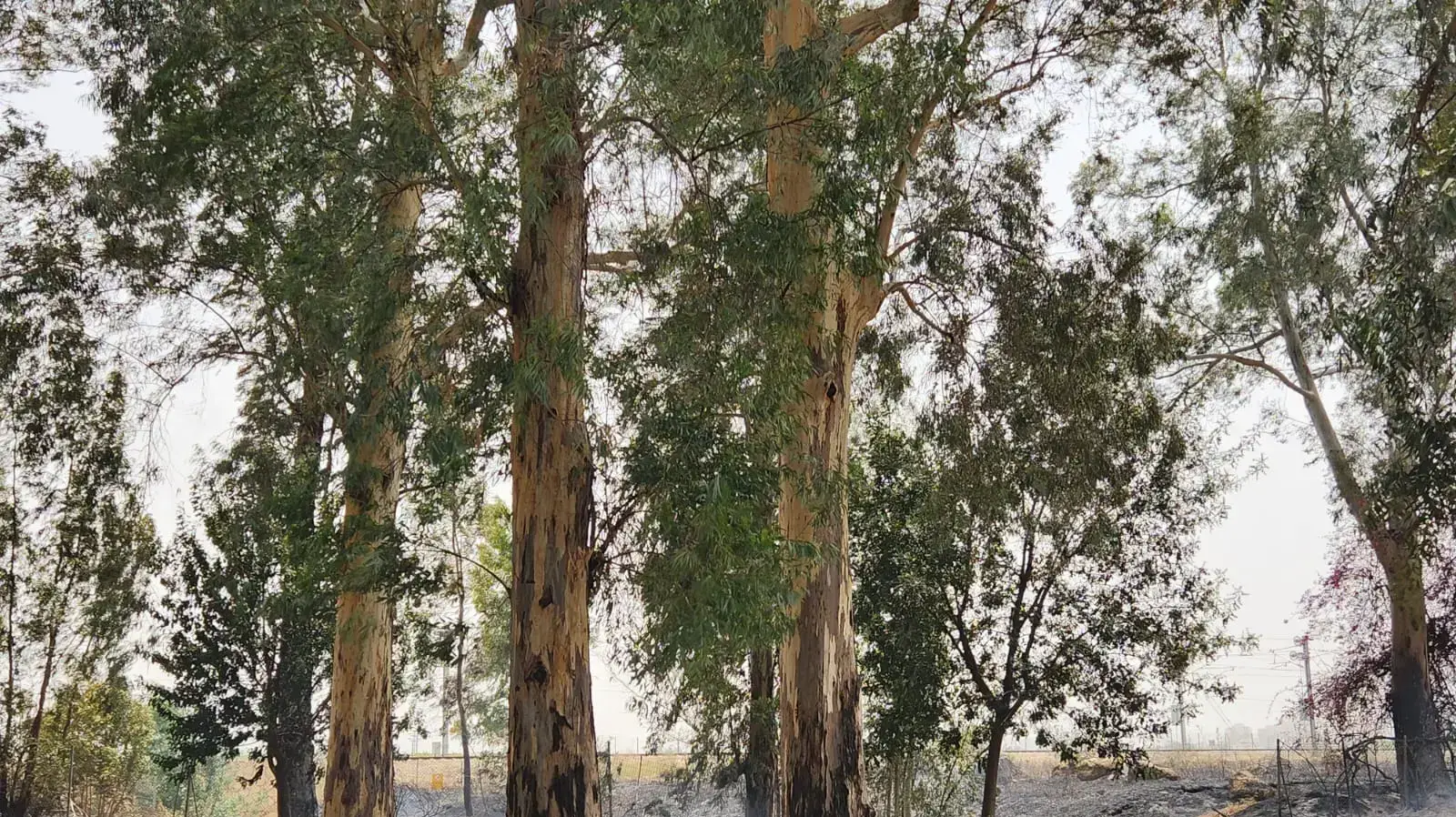 שריפת חורש גדולה בסמוך לצומת סגולה, 22 במאי 2023