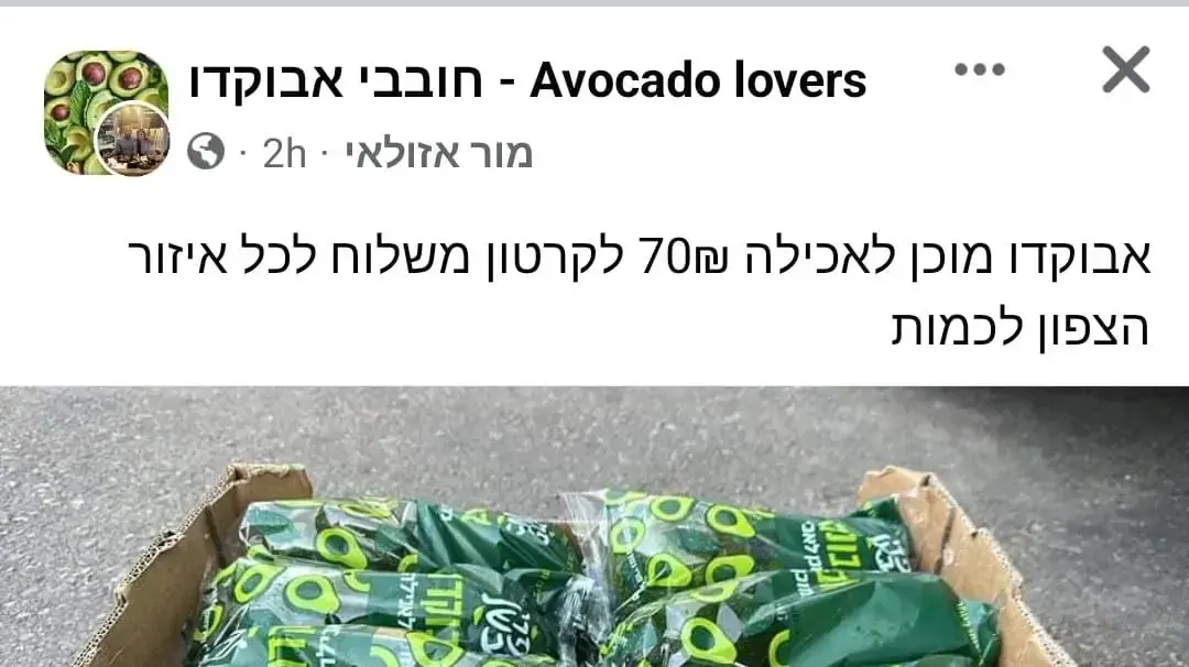 חוליית גנבי אבוקדו בצפון חוליית גנבי אבוקדו בצפון