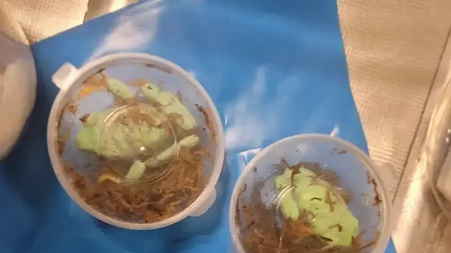 לוחמי מג״ב, פקחי רט״ג ובודקי המכס באולם הנוסעים בנתב"ג סיכלו הברחת בעלי חיים מוגנים לישראל לוחמי מג״ב, פקחי רט״ג ובודקי המכס באולם הנוסעים בנתב"ג סיכלו הברחת בעלי חיים מוגנים לישראל
