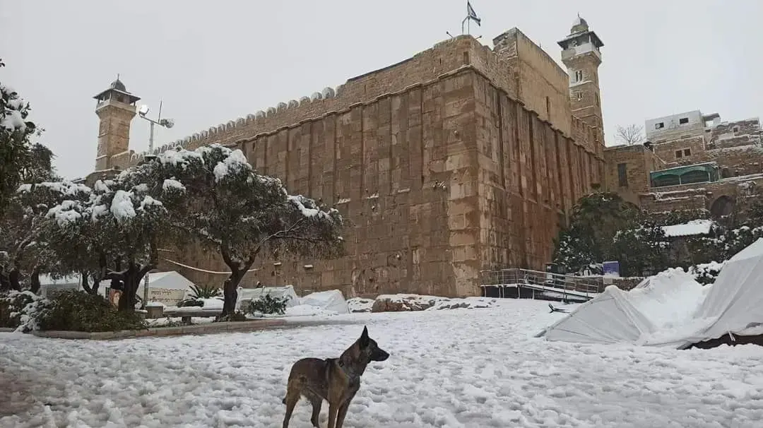 כלבת ההצלה עיישל'ה מיחידת הכלבנים