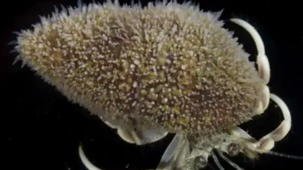Hydractinia symbiolongicarpus Hydractinia symbiolongicarpus
