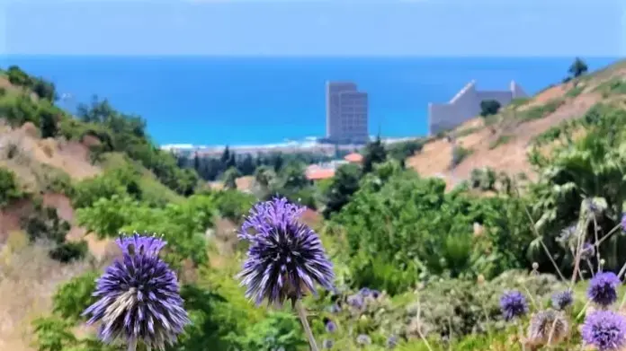 קיפודנים בנחל שיח קיפודנים בנחל שיח
