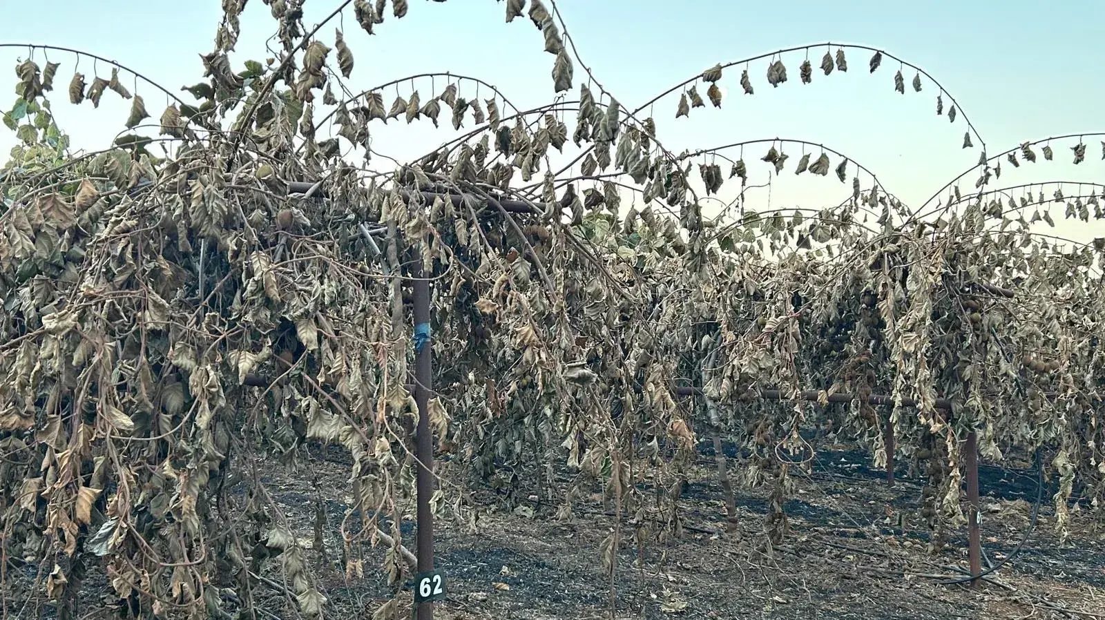 מטע קיווי ששרפו פעילי חיזבאללה בגבול ישראל לבנון
31 ביולי 2023 מטע קיווי ששרפו פעילי חיזבאללה בגבול ישראל לבנון
31 ביולי 2023