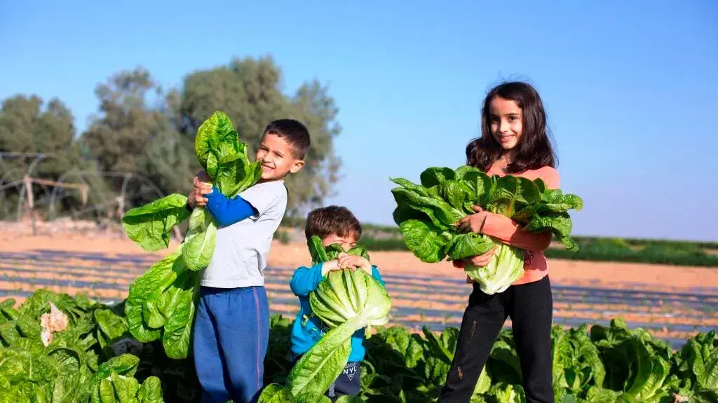 שביל הסלט - קטיף כרפס