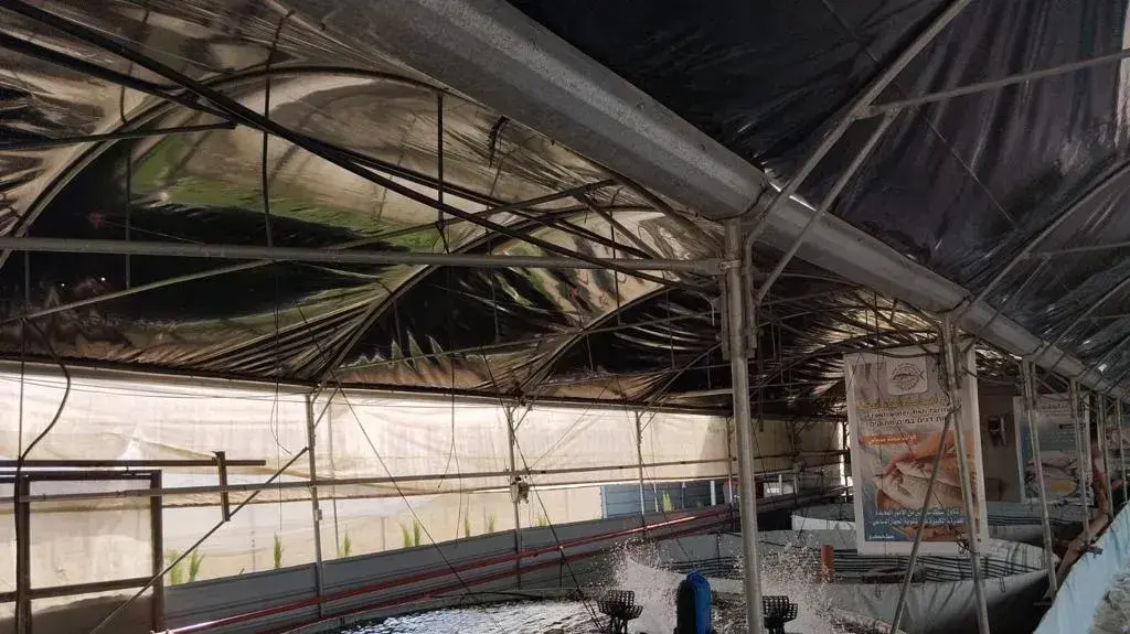 גידול דגים ברשות הפלסטינית גידול דגים ברשות הפלסטינית
