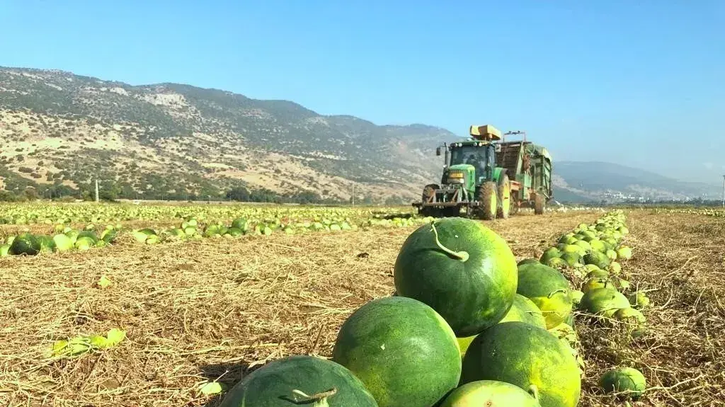 אסיף אבטיחי מללי בעמק החולה לתעשיית הפיצוחים אסיף אבטיחי מללי בעמק החולה לתעשיית הפיצוחים