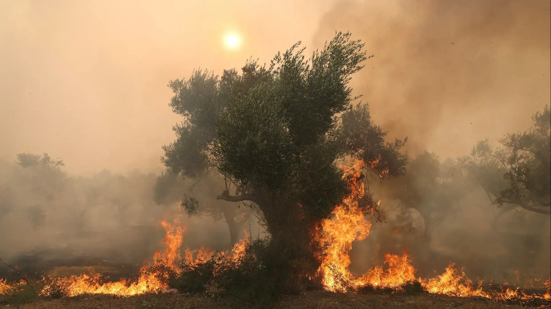 שריפה במחוז אוורוס, יוון, 22 באוגוסט 2023 שריפה במחוז אוורוס, יוון, 22 באוגוסט 2023