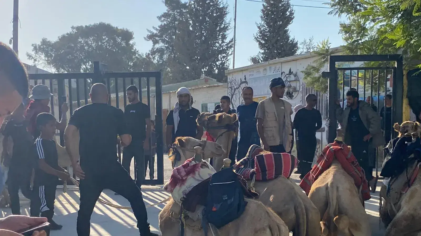 תלמידים מהפזורה הבדואית הגיעו לבית הספר עם גמלים עקב מחסור בהסעות. 5 בספטמבר 2023 תלמידים מהפזורה הבדואית הגיעו לבית הספר עם גמלים עקב מחסור בהסעות. 5 בספטמבר 2023