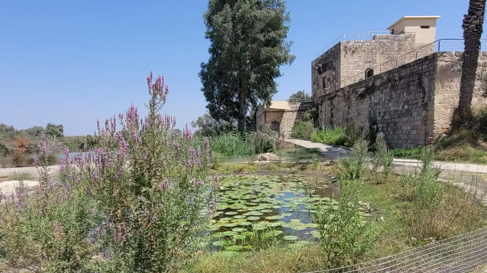 גן מקלט לצמחים מוגנים שמורת טבע עין אפק גן מקלט לצמחים מוגנים שמורת טבע עין אפק