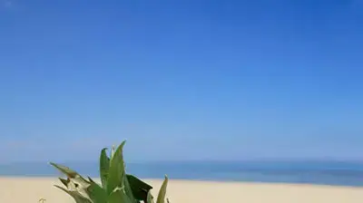 אננס על חוף הים