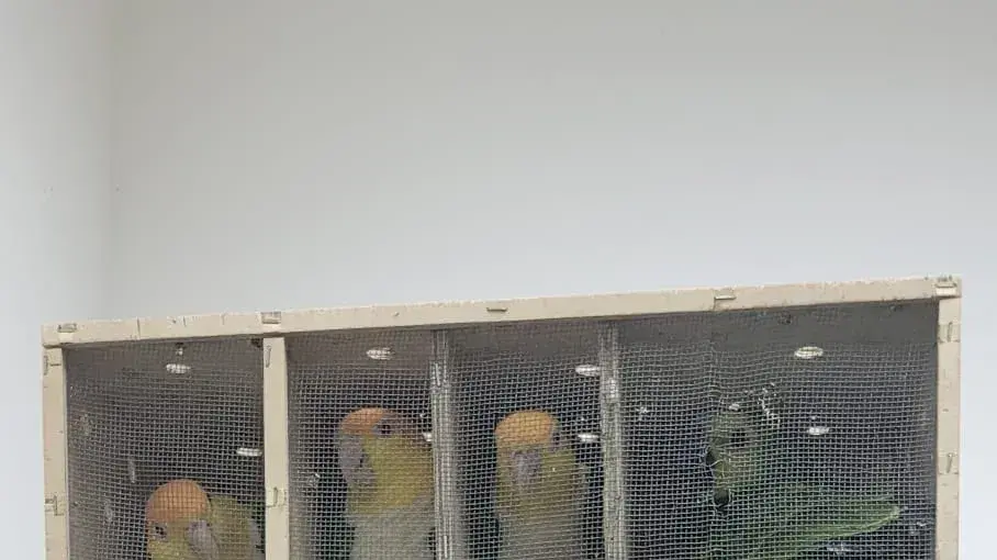 ניסיון הברחת ציפורים נדירות ניסיון הברחת ציפורים נדירות