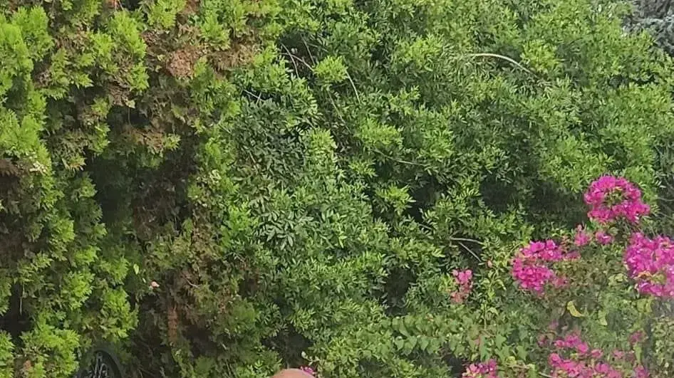 עבודות ריסוס בכוכב יאיר בניסיון למנוע התפשטות קדחת דנגי. 29 בספטמבר 2023 עבודות ריסוס בכוכב יאיר בניסיון למנוע התפשטות קדחת דנגי. 29 בספטמבר 2023