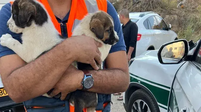 כלבים מוזנחים וגנובים נמצאו בפשיטת משטרה על מתחם סמים באבקה אל גרביה 03 באוקטובר 2023 כלבים מוזנחים וגנובים נמצאו בפשיטת משטרה על מתחם סמים באבקה אל גרביה 03 באוקטובר 2023