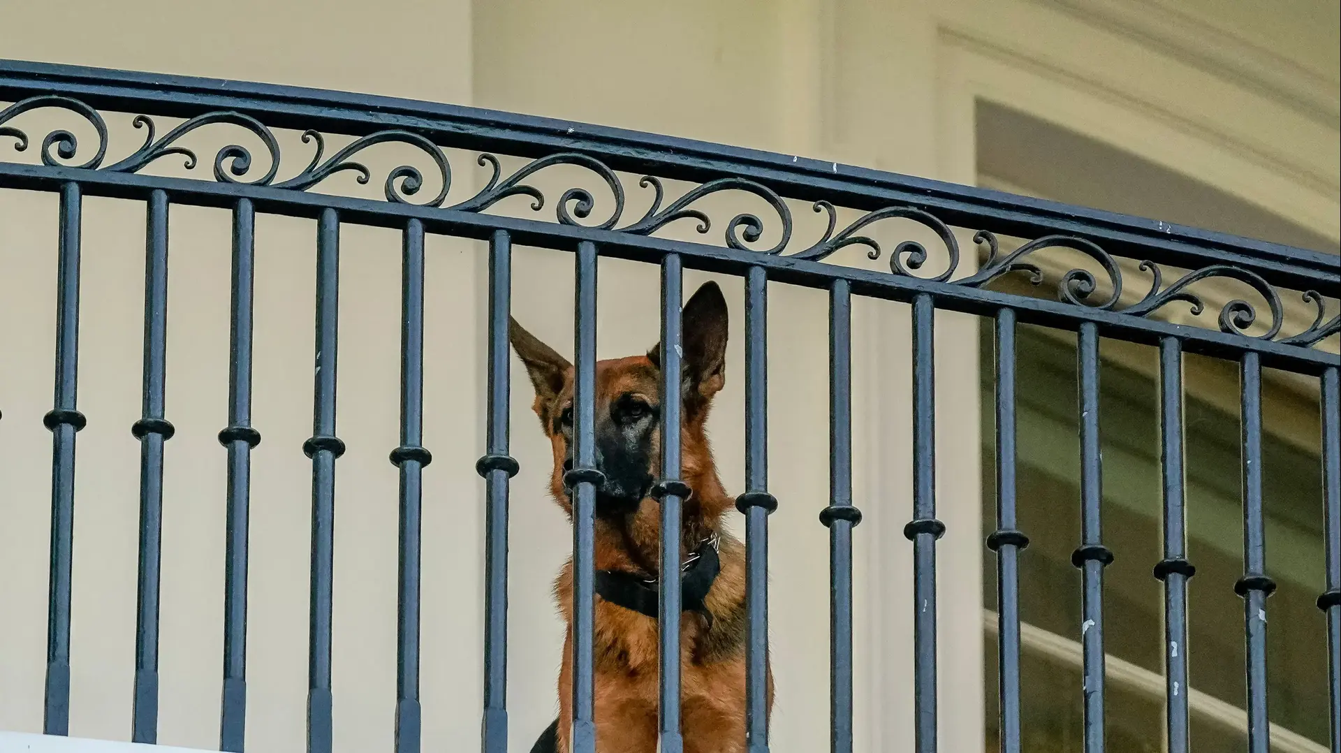 U.S. President Joe Biden’s dog Commander looks down after Biden arrived back to the White House following his visit to Holy Trinity Catholic Church in Washington, U.S., September 30, 2023. REUTERS/Ken Cedeno
