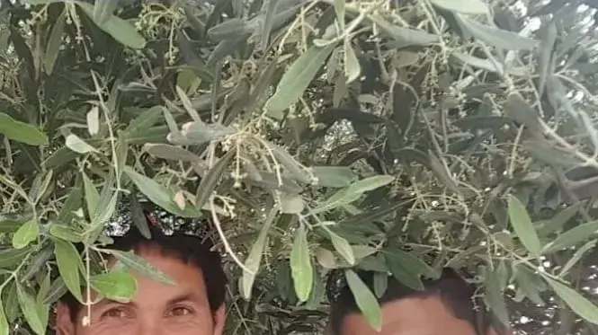 ראובן שישפורטיש, אביעד כהן