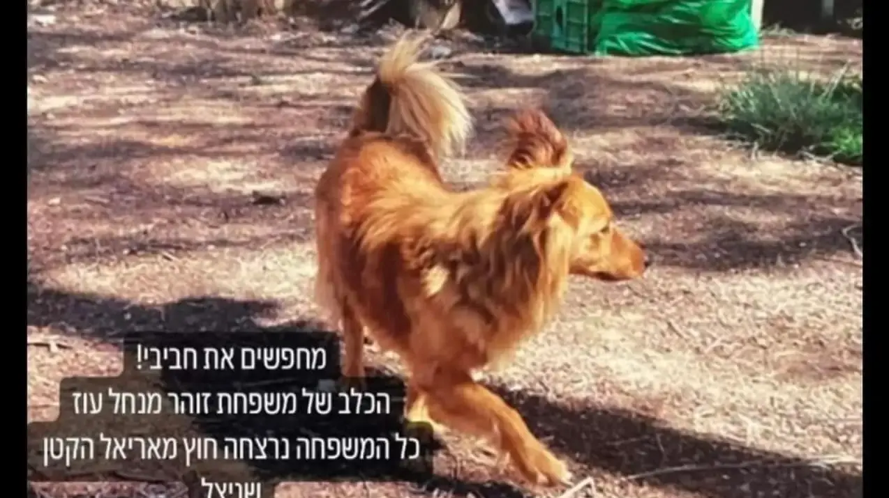 איתור כלבים מעוטף עזה איתור כלבים מעוטף עזה