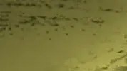 מילון המלחמה השלם -נ' מילון המלחמה השלם -נ'