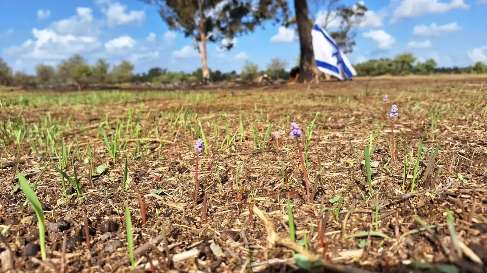 פריחות יער רעים