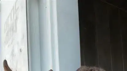 הכלב גנדי שנהרג במהלך ההיתקלויות בשטח רצועת עזה הכלב גנדי שנהרג במהלך ההיתקלויות בשטח רצועת עזה