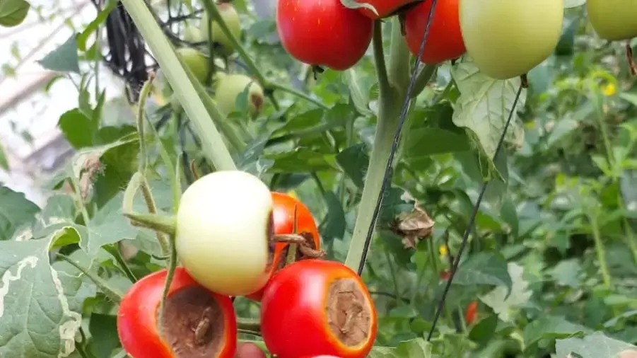 נזקים של מליונים וגידולים שלא נקטפים: המשבר של החקלאים בעוטף עזה נזקים של מליונים וגידולים שלא נקטפים: המשבר של החקלאים בעוטף עזה