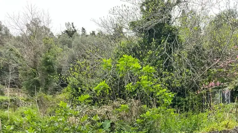 הותר לפרסום: גל איזנקוט, בנו של חבר קבינט המלחמה גדי איזנקוט, נפל בעזה הותר לפרסום: גל איזנקוט, בנו של חבר קבינט המלחמה גדי איזנקוט, נפל בעזה