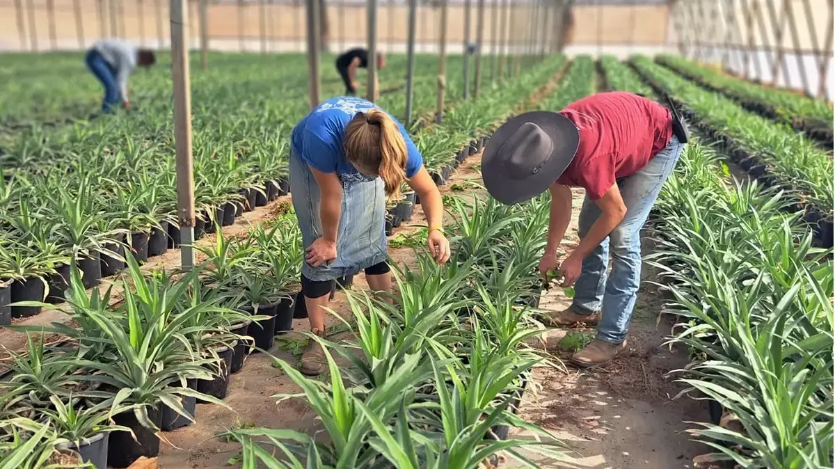 הקאובויז האמריקאים הגיעו לסייע לחקלאות בבקעת הירדן