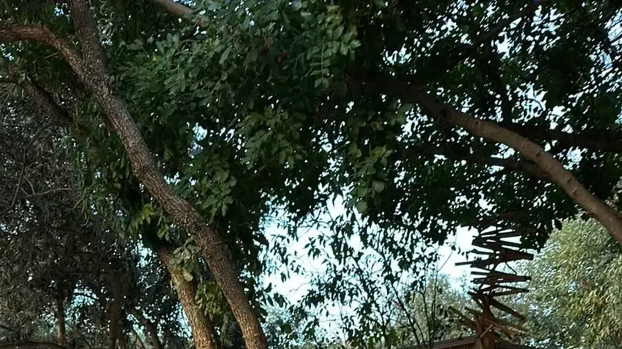 גיא חיימוב עם דורון שפר גיא חיימוב עם דורון שפר