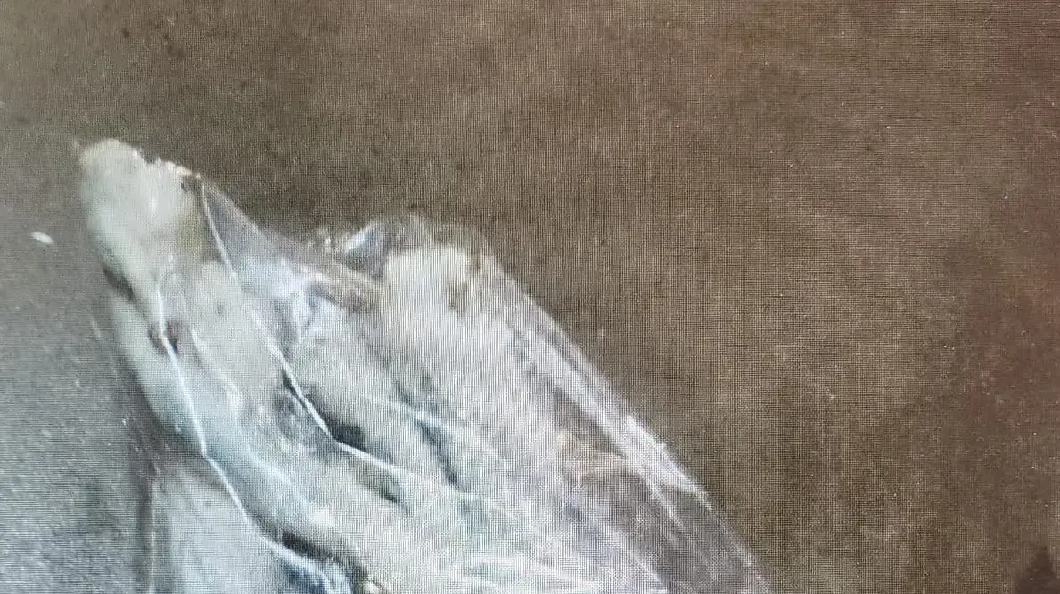 פטריות הזיה שנתפסו אצל זוג בביתם ביישוב גבעת יואב. פטריות הזיה שנתפסו אצל זוג בביתם ביישוב גבעת יואב.