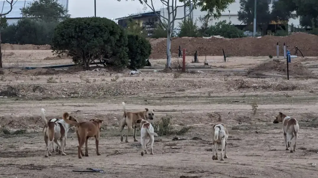 כלבים משוטטים ליד רעים