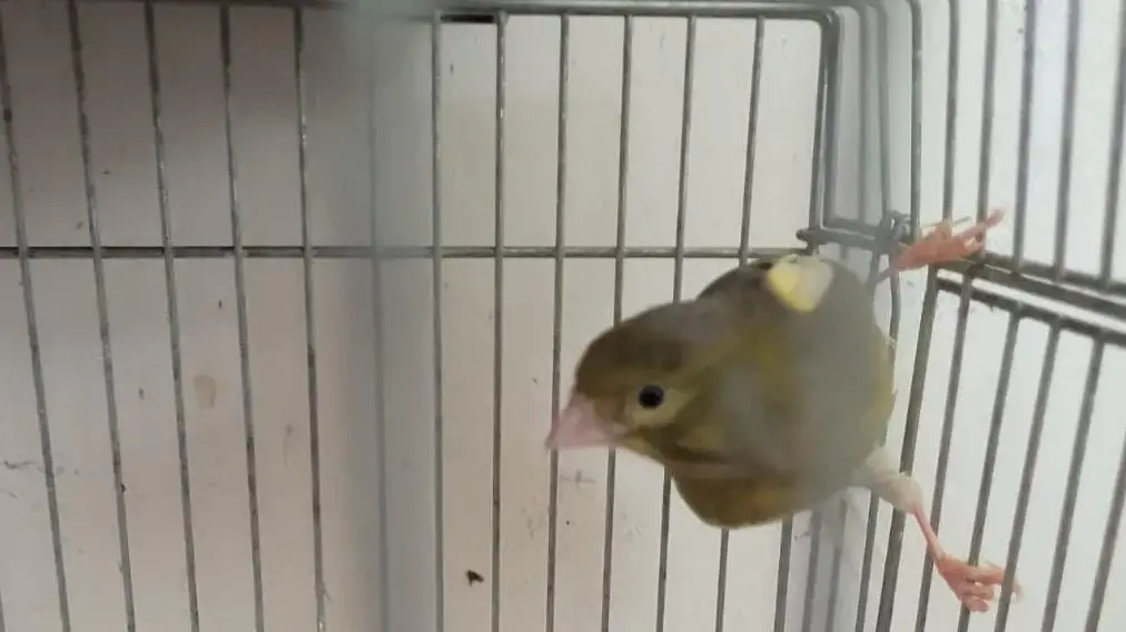 ציפורי שיר אותרו בחיפוש בכפר בענה שבגליל ציפורי שיר אותרו בחיפוש בכפר בענה שבגליל