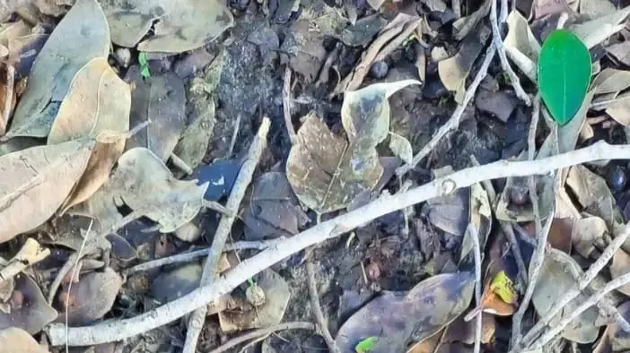 שוטרי מחוז מרכז חשפו כעת מטען חבלה בחצר בית ספר בשכונת ג׳וואריש ברמלה שוטרי מחוז מרכז חשפו כעת מטען חבלה בחצר בית ספר בשכונת ג׳וואריש ברמלה
